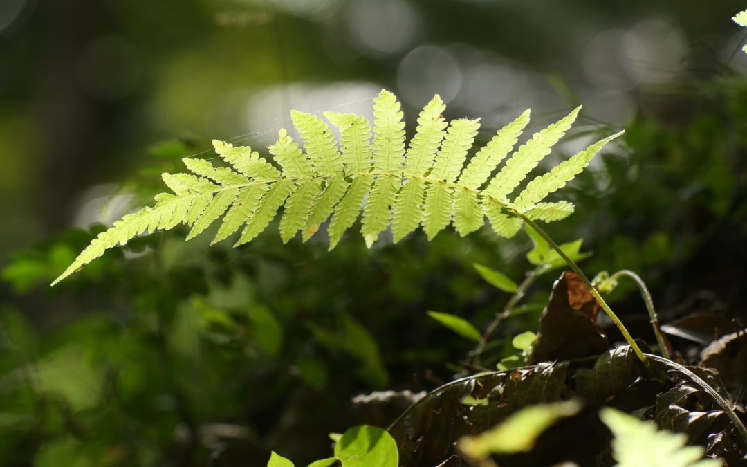 Une forêt jardin, mais qu’est-ce donc exactement, et pour quoi faire… ?