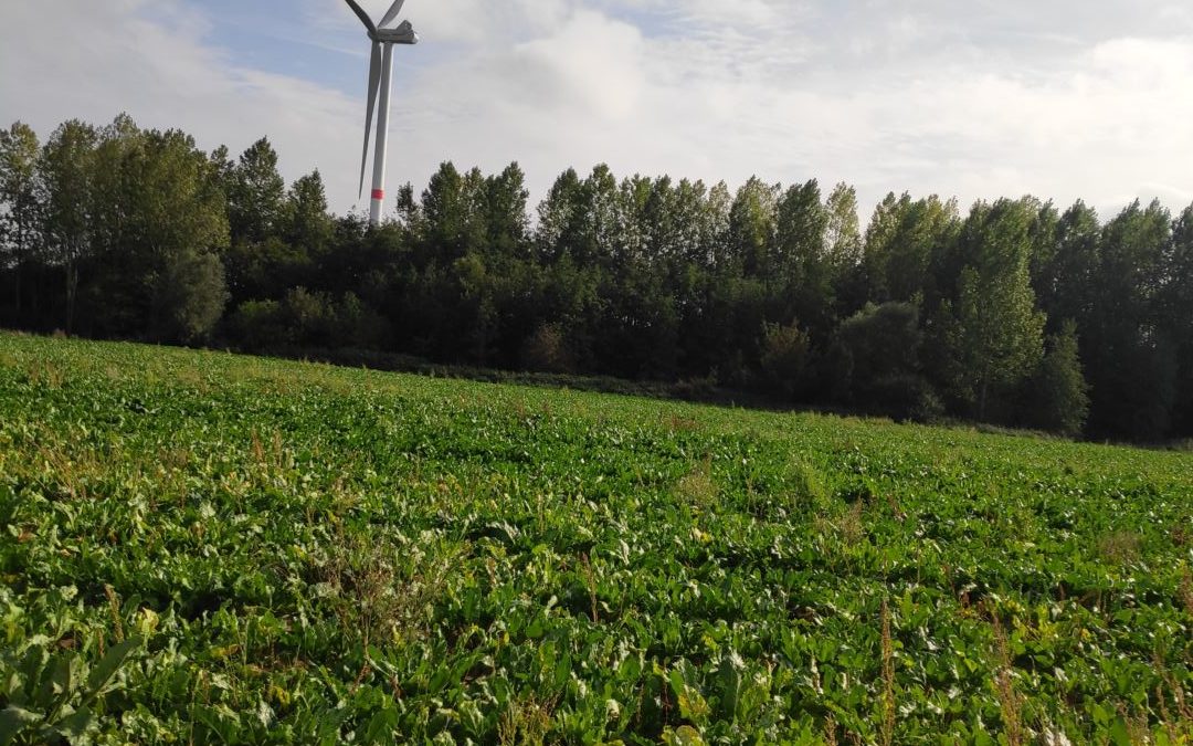 Les éoliennes en fête !