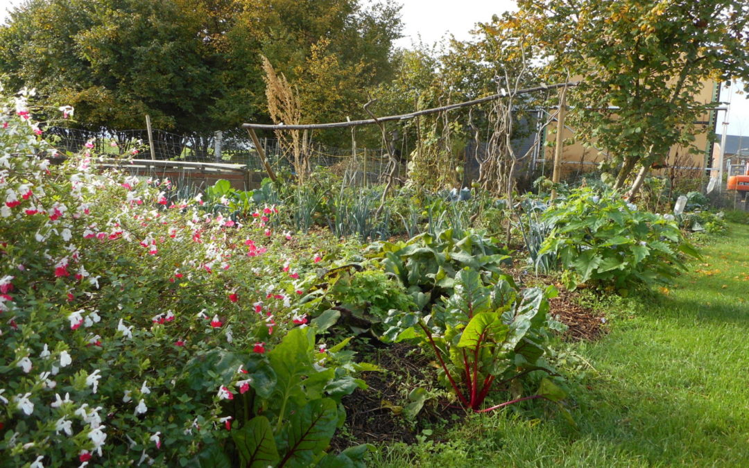 Potager partagé à Cortil-Wodon