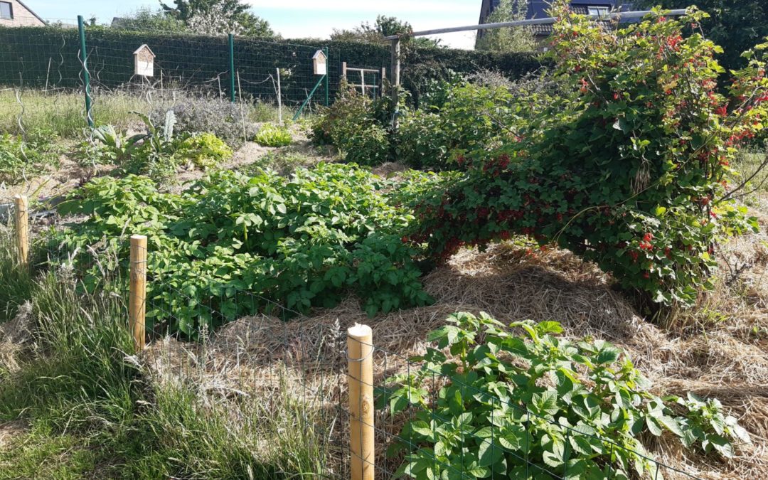 potager à Hingeon