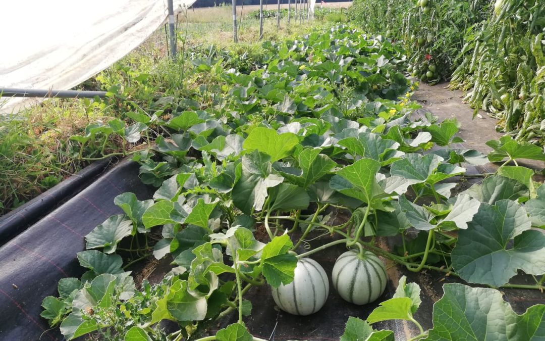 Une filière qui prend de l’ampleur sans prendre le melon