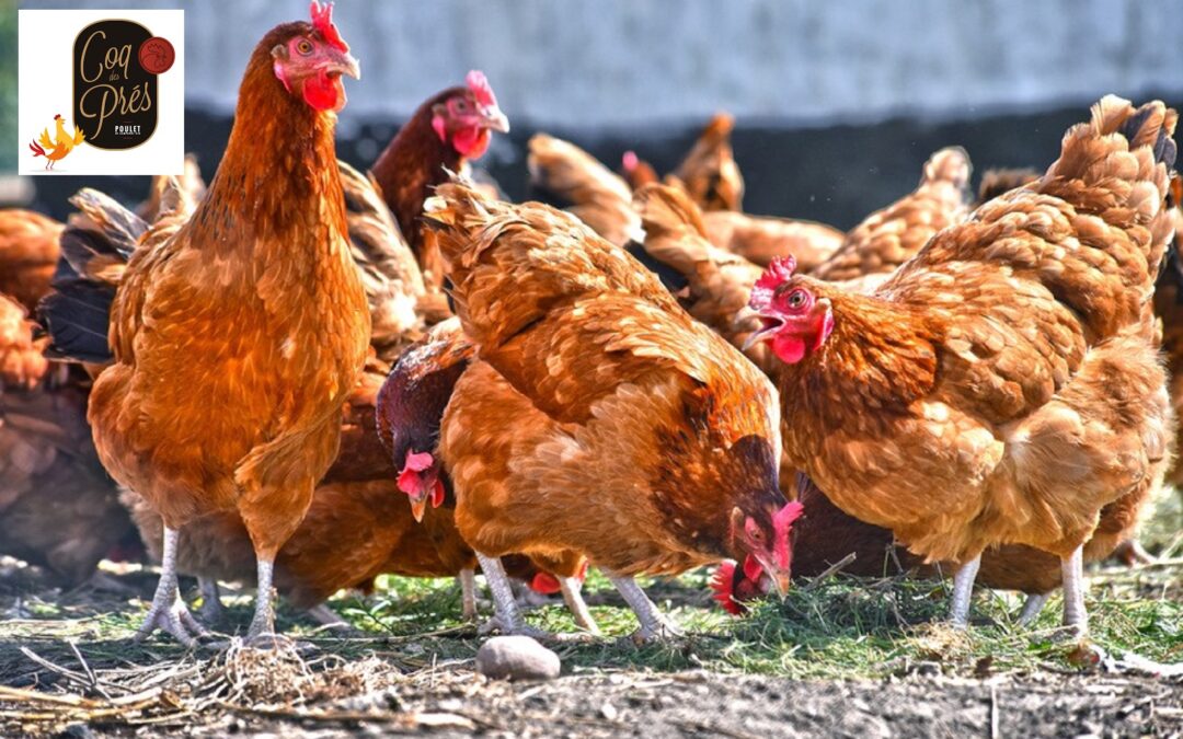 Ferme du Rouchat