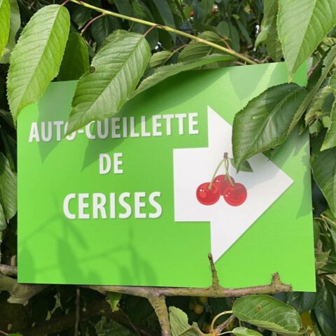 Les Cerises de Fernelmont auto-cueillette