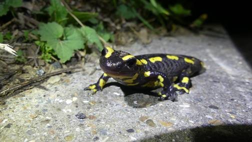 crapaud
